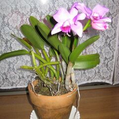 ミニカトレア♪３月１２日開花完了の画像