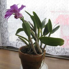 ミニカトレア♪３月１２日開花完了の画像