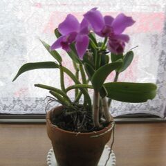 ミニカトレア♪３月１２日開花完了の画像