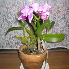 ミニカトレア♪３月１２日開花完了の画像