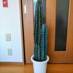 受け渡し決定‼️柱サボテン🌵 90cm
