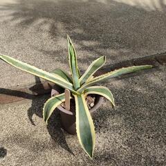 ★アガベ  お得な子株つき！★