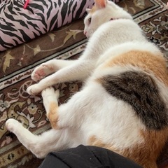 4月6日までに引き取ってくださる方 - 笠間市