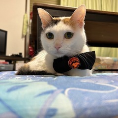 4月6日までに引き取ってくださる方の画像