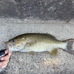 バス釣り仲間募集しています