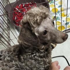 トイプードル1歳 − 岡山県