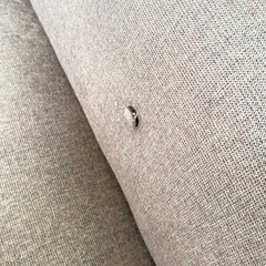 2人用ソファーの画像