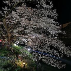 🏯松本城🌃夜桜🌸ライトアップ💡 − 長野県