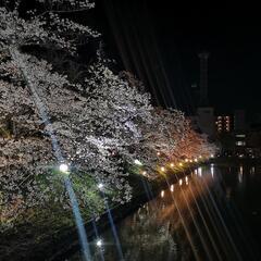 🏯松本城🌃夜桜🌸ライトアップ💡