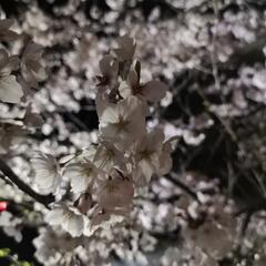 🏯松本城🌃夜桜🌸ライトアップ💡 - その他