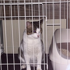 白キジ猫