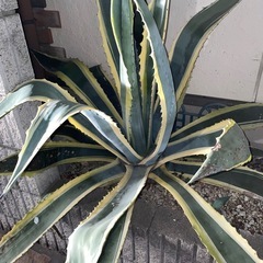 超特大　美株　アメリカーナ　覆輪斑の画像