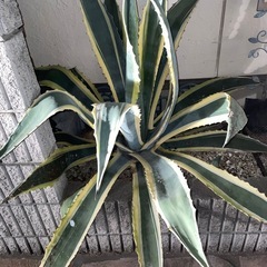 超特大　美株　アメリカーナ　覆輪斑の画像