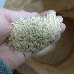 玄米  まっしぐら  令和6年産   30kg   1袋 の画像