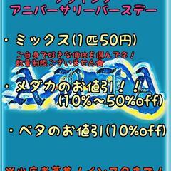 【メダカ屋】ARIAフライング1stアニバーサリー【ARIA】