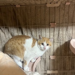 里親募集中