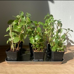 ペペロミア　オルバ　6本セット