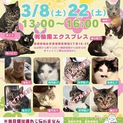 保護猫譲渡会【2025年3月】