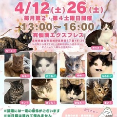 保護猫譲渡会【2025年4月】