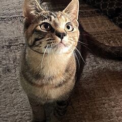 麦わら子猫【なつめ♀】