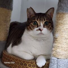 ❤️マークがチャームポイント♡茶白の男の男の子 - 里親募集