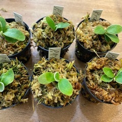 観葉植物】 ビカクシダ ベイチーワイルド P. veitchii wild (vp#0