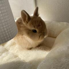 生後45日仔ウサギ🐰里親募集