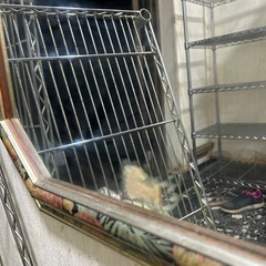 【本日まで！】姿見鏡の画像