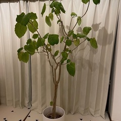 ウンベラータ（花瓶付き）