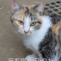 更新　⑤三毛猫　姉妹1才😽　避妊、ワクチン済み