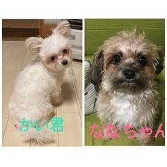 なな（女の子）かい（男の子）親子　チワワとトイプードルのミックス親子