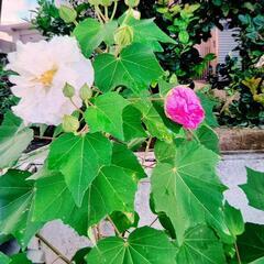 植物　花　苗　酔芙蓉②