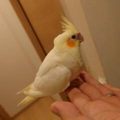 オカメインコ2成長しました。