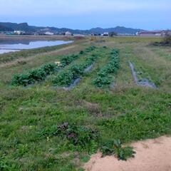 レンタルおじさんです − 石川県