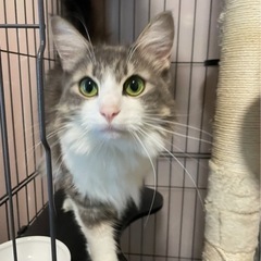 ノルウェージャンフォレストキャット