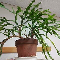 シャコバサボテン差し上げます。の画像