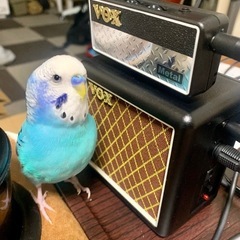 手乗りセキセイインコとケージ、保温棚