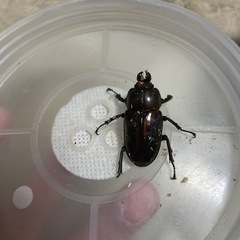 ニジイロクワガタ　オス3匹　おまけメス1匹の画像