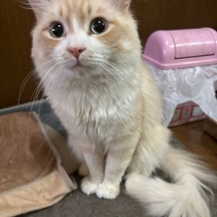 今からモシモシ📞出来る方