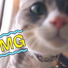保護猫✖️ひとり親家庭向け事業のお手伝い下さる方募集