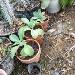 多肉植物🪴