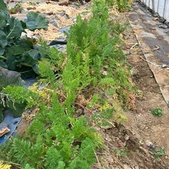 野菜あげます