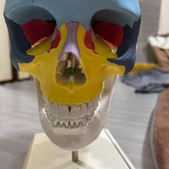 頭蓋骨模型