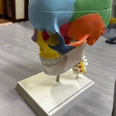 頭蓋骨模型の画像
