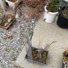 エノキ　　盆栽
