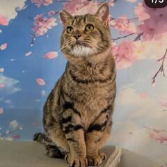 キジ猫人間大好き みつお君 去勢済