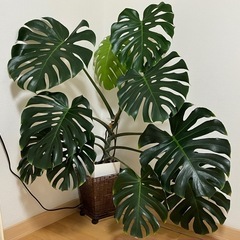 観葉植物モンステラ