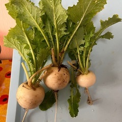 採れたて野菜　かぶ　3株　期間限定　もうすぐ終了