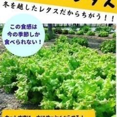 サニーレタス販売開始