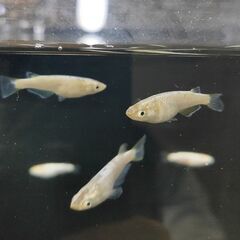 ★近松めだか（スーパーラメ・改メダカ）の画像